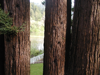 russian river.JPG.jpg